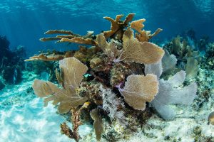 The Role of Atolls in Protecting Coastal Ecosystems and Promoting Marine Resilience